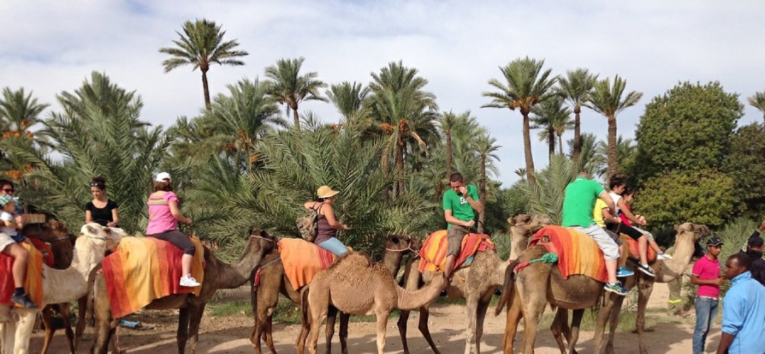 Camel Ride in the Palmeraie