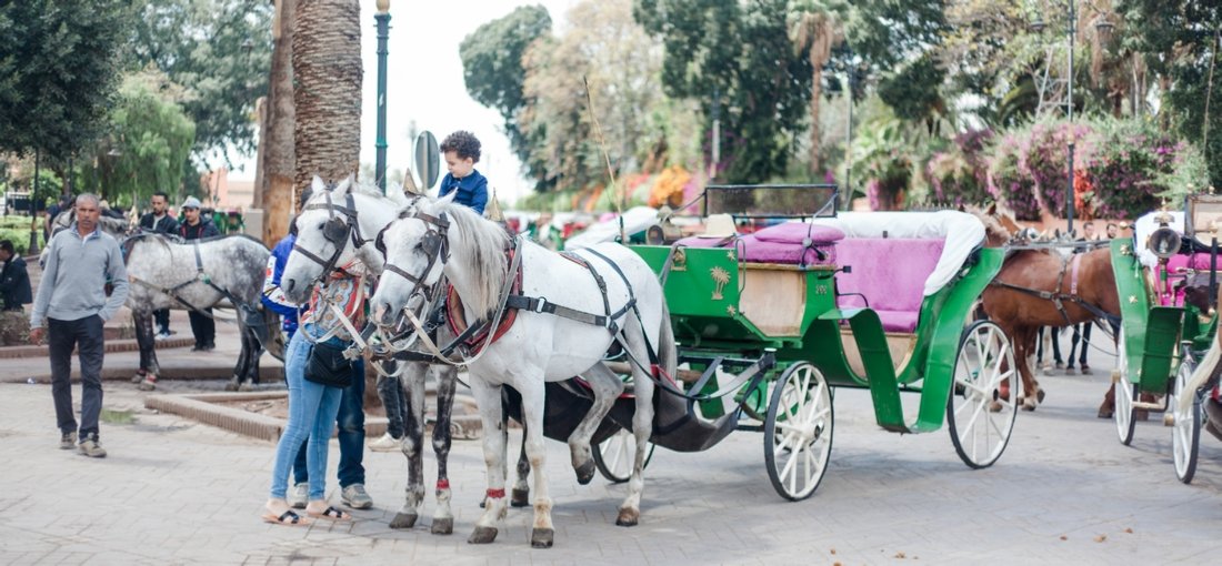Horse Carriage Tour (1 hour)